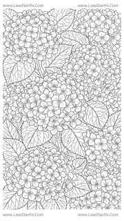 Ornate Hydrangea Cluster Page: Intricate Meadow Line Art for Adult Colorists Design Template