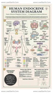 Human Endocrine System Diagram PDF | Printable Labeled Hormone Gland Chart Design Template