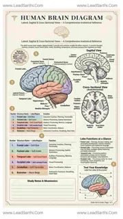 Human Brain Diagram PDF | Printable Labeled Brain Anatomy Chart Design Template