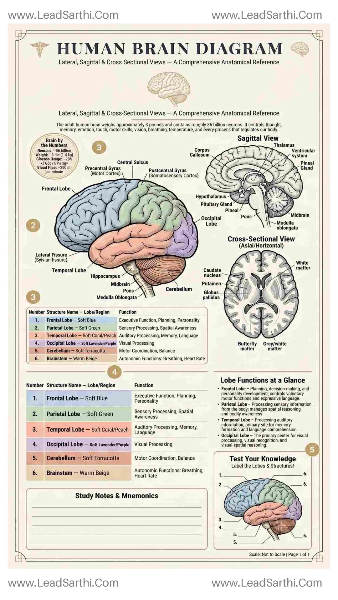 Human Brain Diagram PDF | Printable Labeled Brain Anatomy Chart Thumbnail