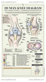 Human Knee Diagram PDF | Printable Labeled Knee Joint Anatomy Chart Design Template