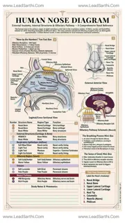 Human Nose Diagram PDF | Printable Labeled Nasal Anatomy Chart Design Template