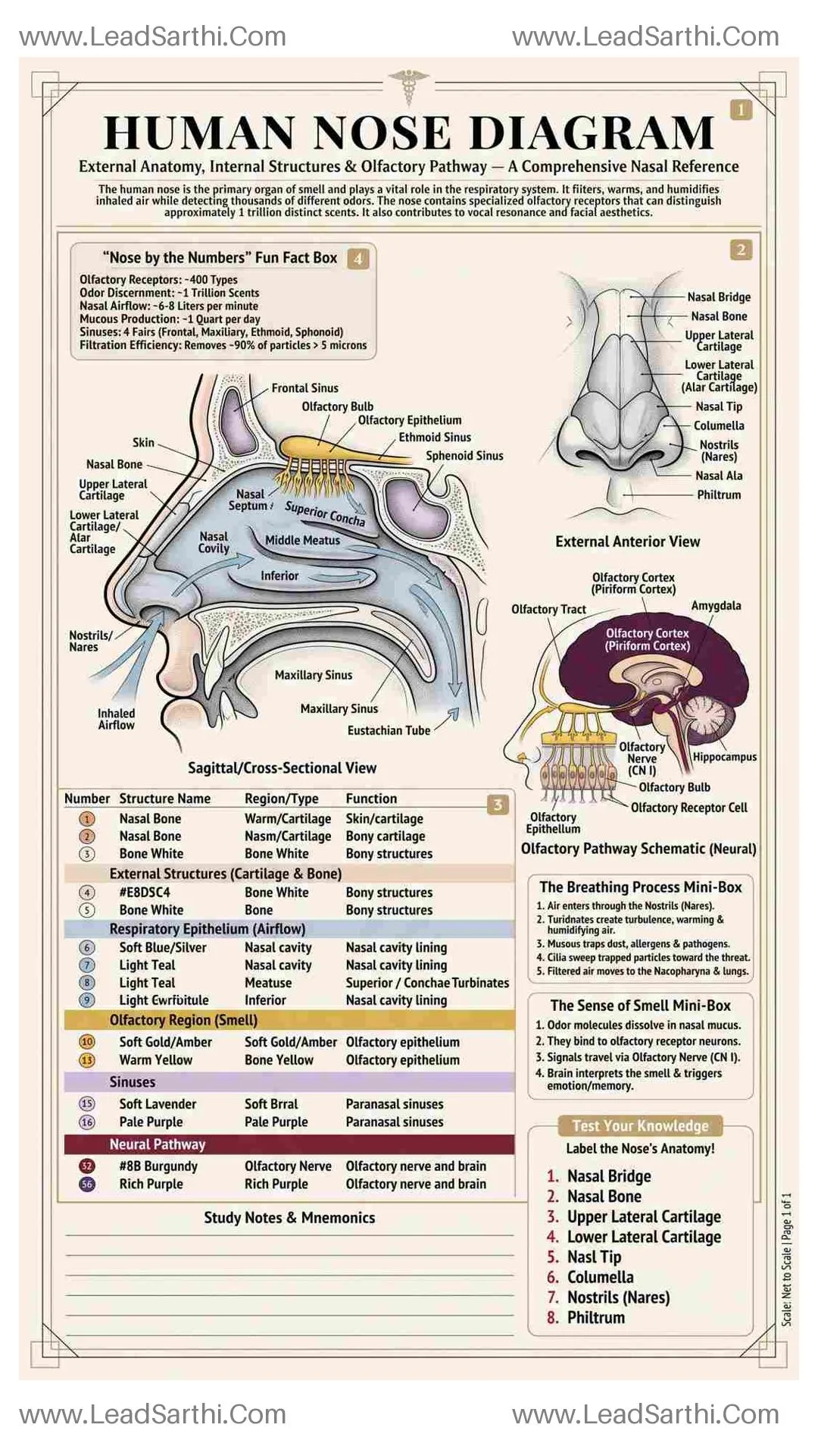 Human Nose Diagram PDF | Printable Labeled Nasal Anatomy Chart Thumbnail