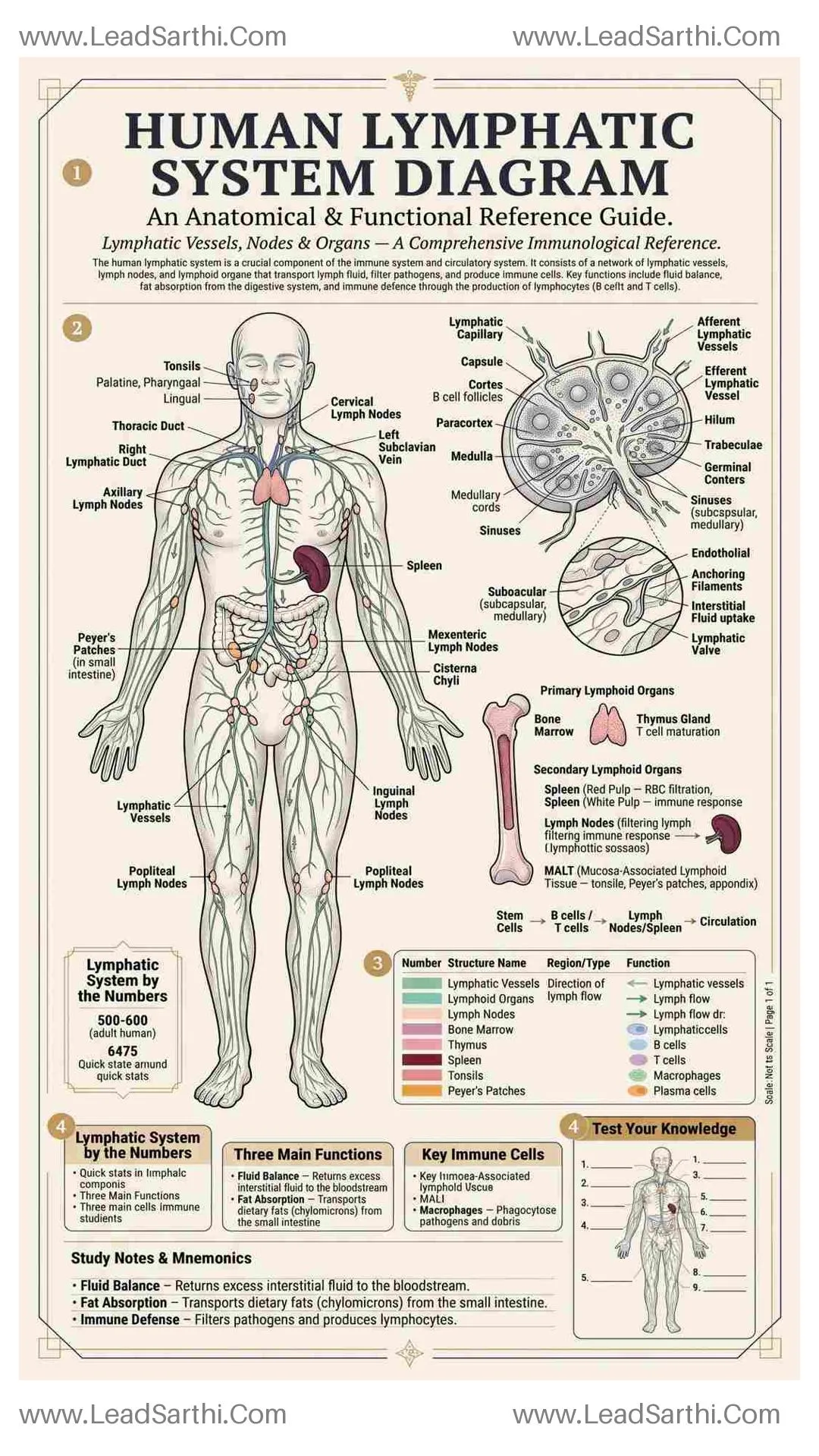 Human Lymphatic System Diagram PDF | Printable Labeled Immune System Chart Thumbnail
