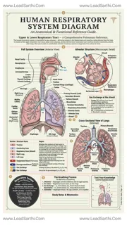 Human Respiratory System Diagram PDF | Printable Labeled Lung Anatomy Chart Design Template