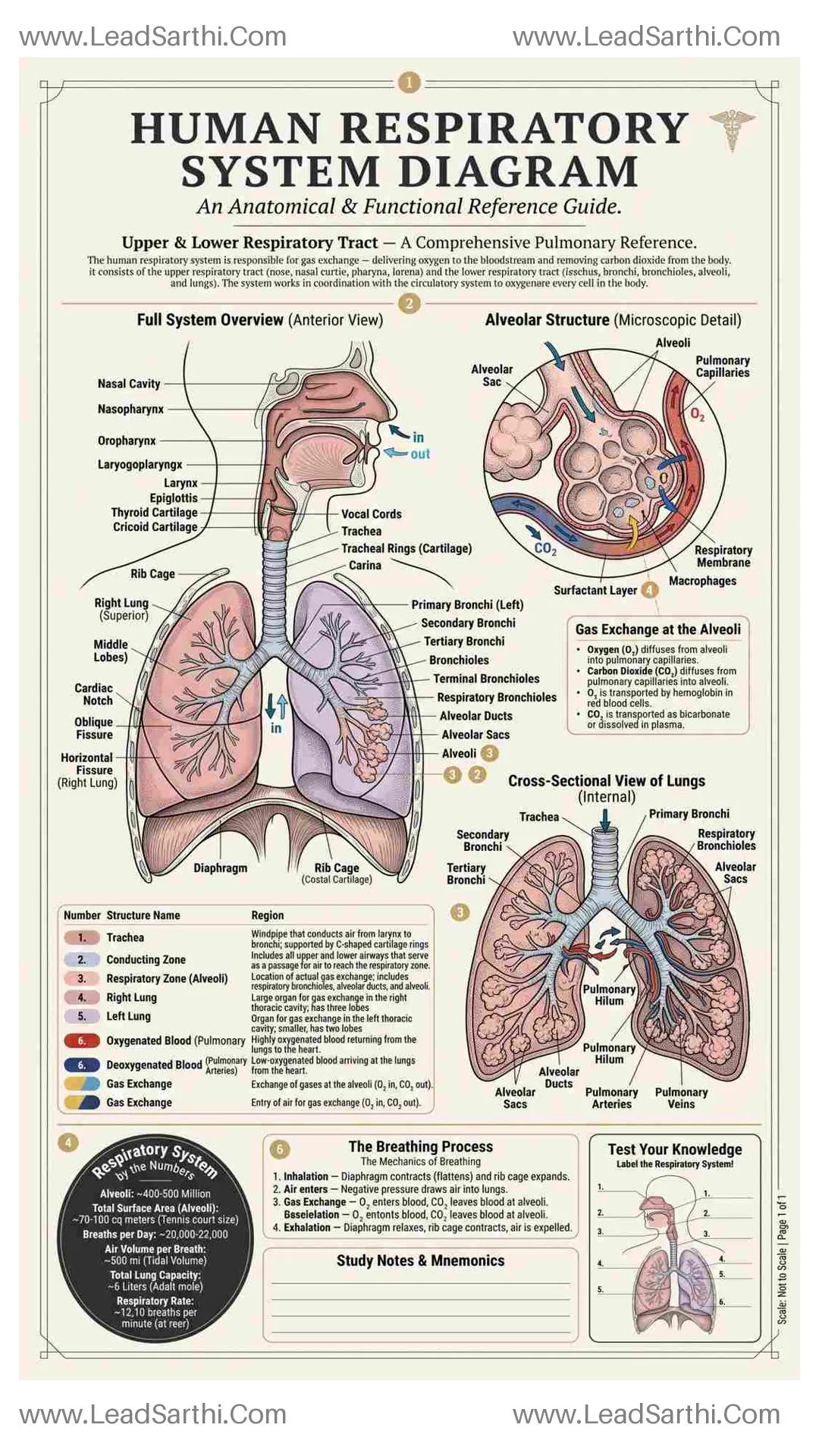 Human Respiratory System Diagram PDF | Printable Labeled Lung Anatomy Chart Thumbnail