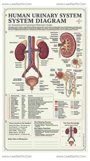 Human Urinary System Diagram PDF | Printable Labeled Kidney Anatomy Chart Design Template