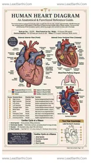 Human Heart Diagram PDF | Printable Labeled Heart Anatomy Chart Design Template