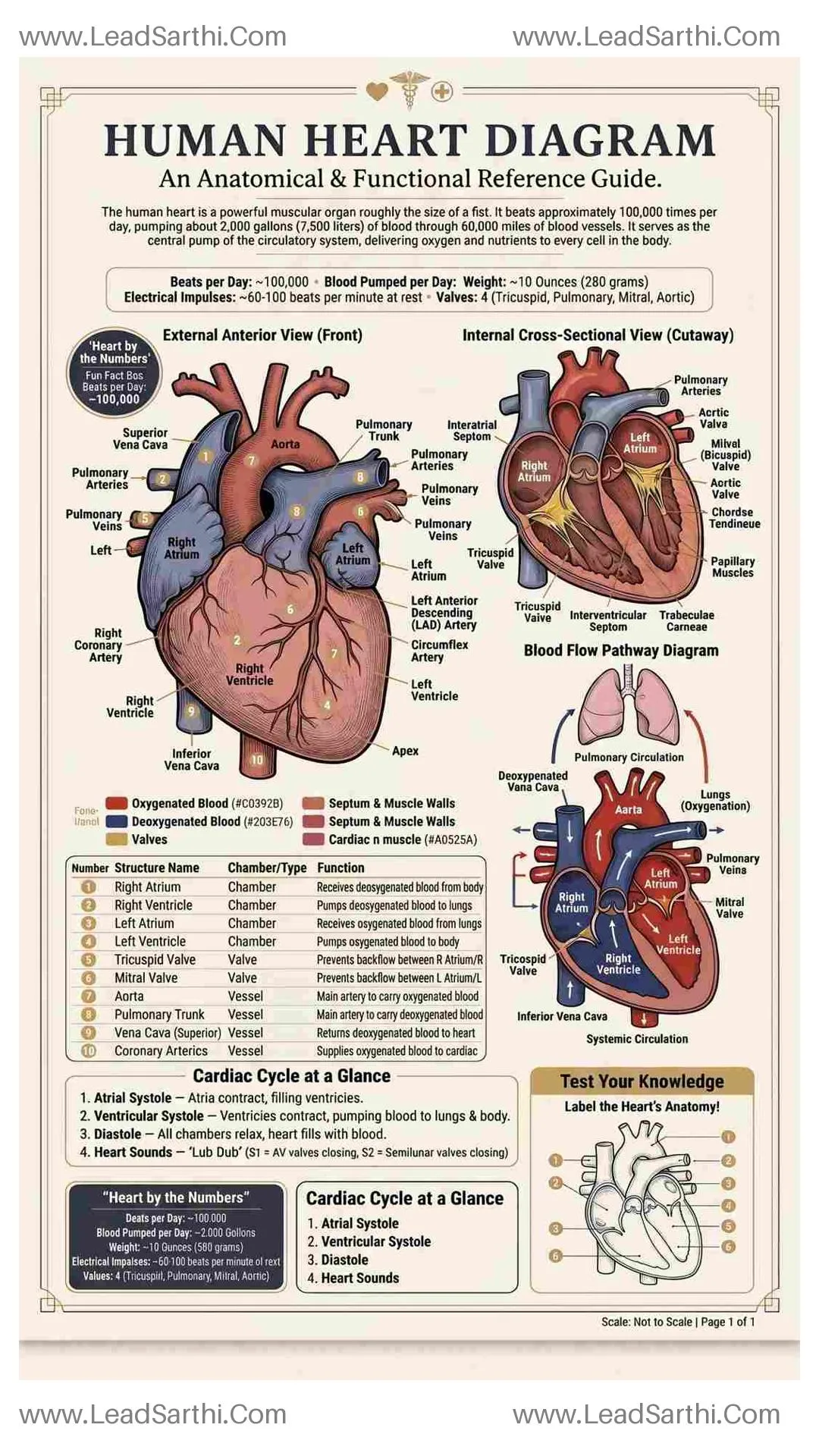 Human Heart Diagram PDF | Printable Labeled Heart Anatomy Chart Thumbnail