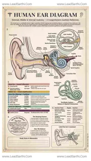 Human Ear Diagram PDF | Printable Labeled Ear Anatomy Chart Design Template