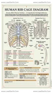 Human Rib Cage Diagram PDF | Printable Labeled Thoracic Cage Anatomy Chart Design Template