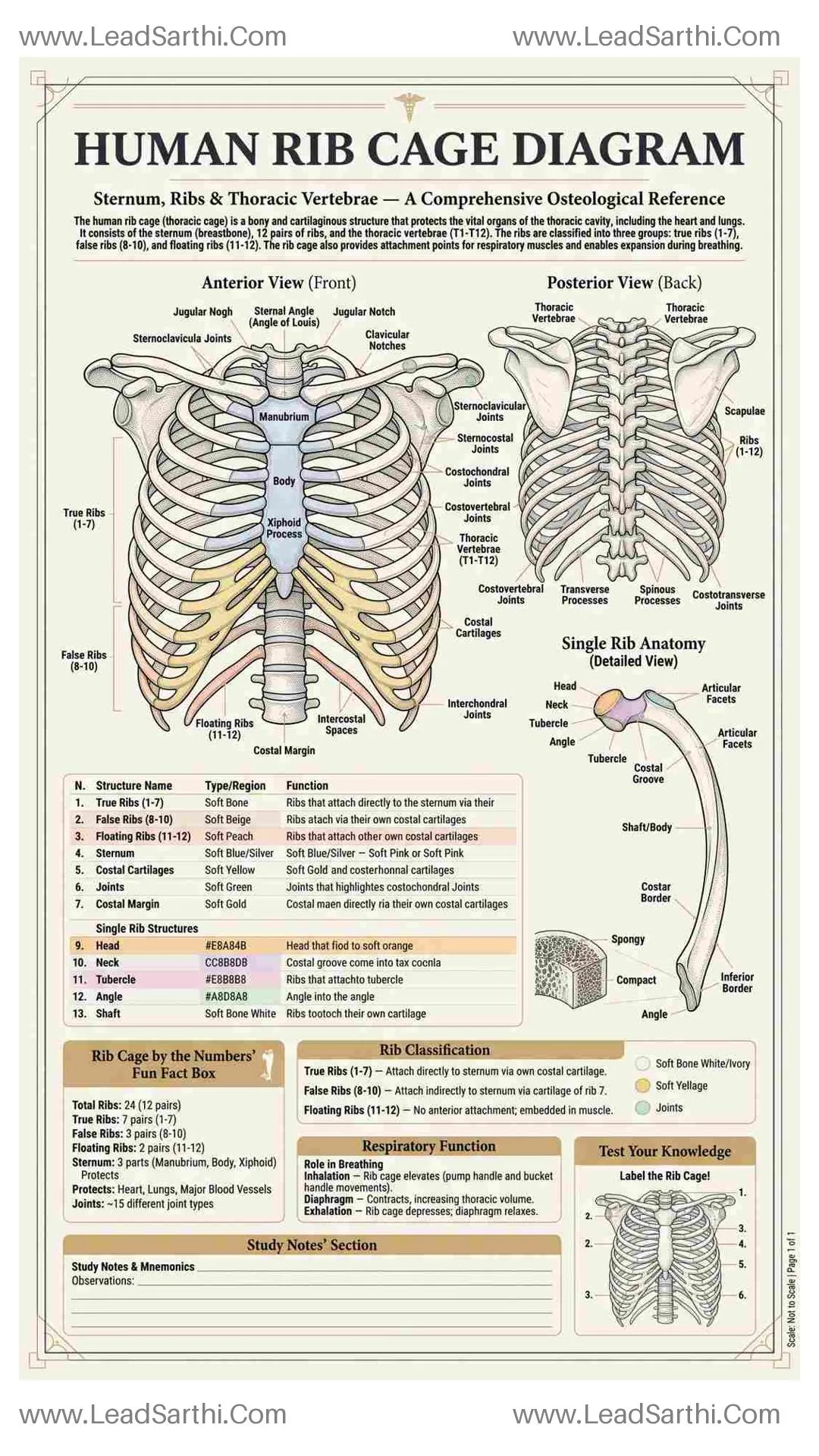 Human Rib Cage Diagram PDF | Printable Labeled Thoracic Cage Anatomy Chart Thumbnail
