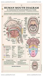 Human Mouth Diagram PDF | Printable Labeled Oral Cavity Anatomy Chart Design Template