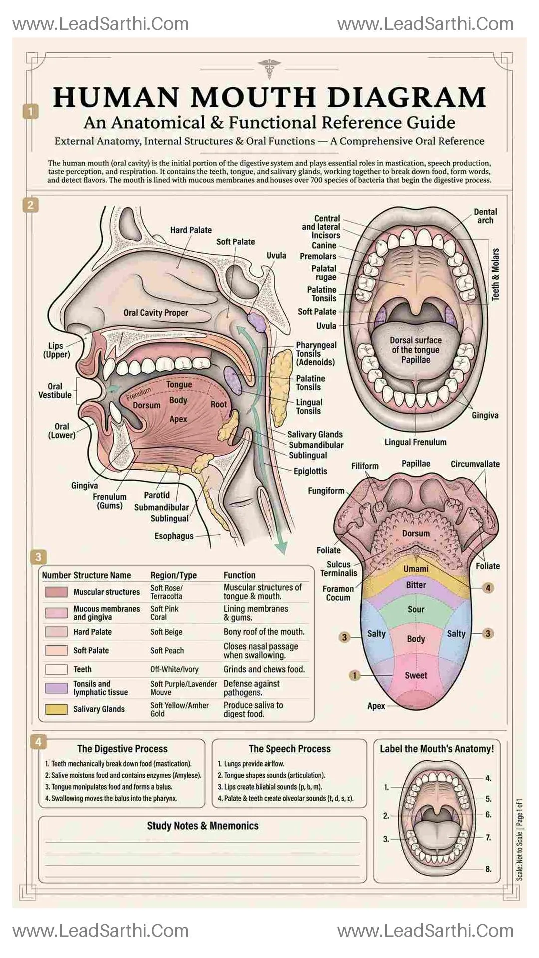 Human Mouth Diagram PDF | Printable Labeled Oral Cavity Anatomy Chart Thumbnail