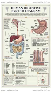 Human Digestive System Diagram PDF | Printable Labeled Digestive Anatomy Chart Design Template
