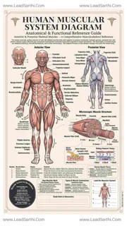 Human Muscular System Diagram PDF | Printable Labeled Muscle Anatomy Chart Design Template