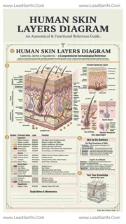 Human Skin Layers Diagram PDF | Printable Labeled Skin Anatomy Chart Design Template