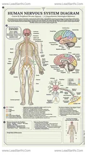 Human Nervous System Diagram PDF | Printable Labeled Brain & Nerve Chart Design Template