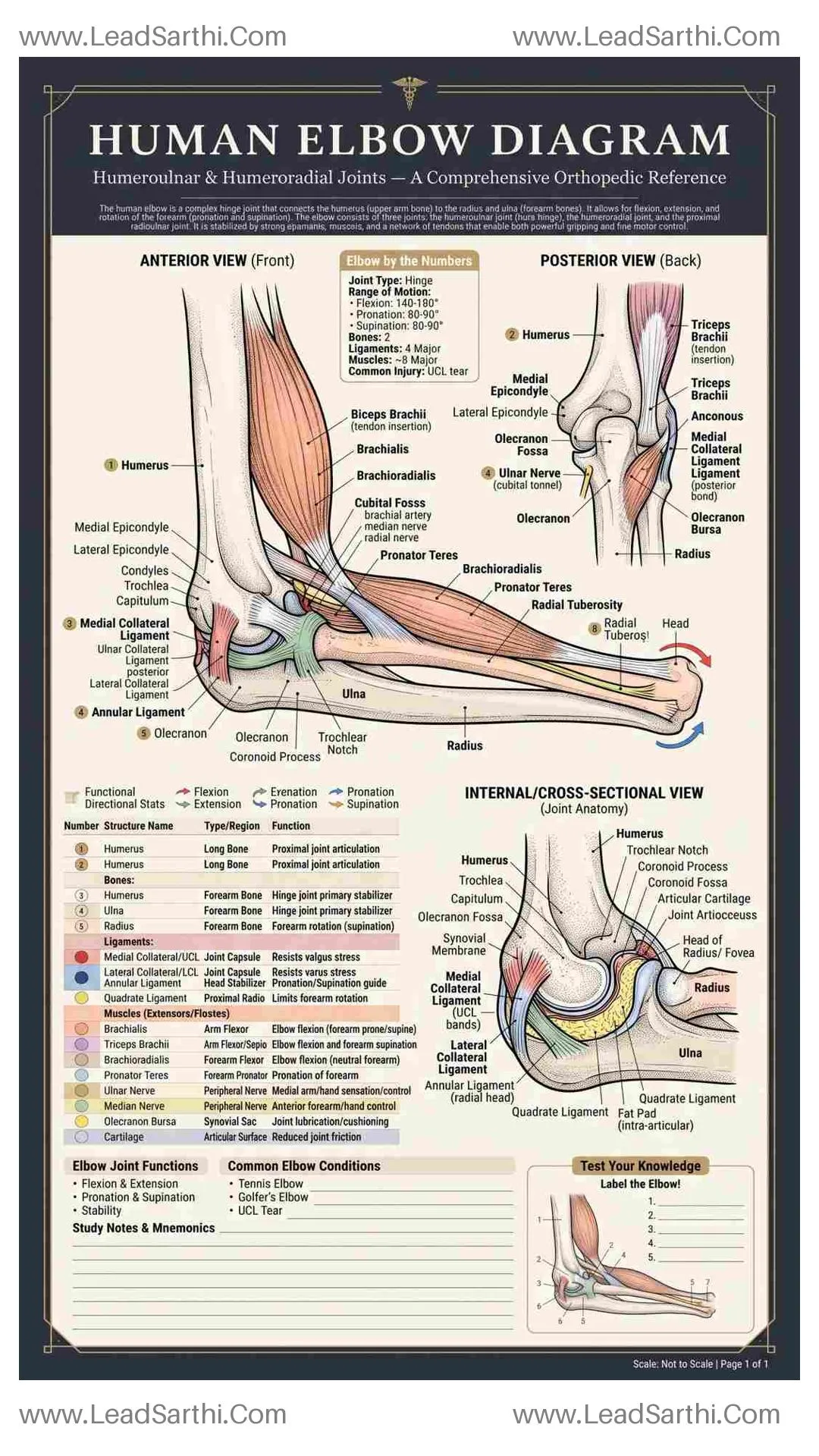 Human Elbow Diagram PDF | Printable Labeled Elbow Joint Anatomy Chart Thumbnail