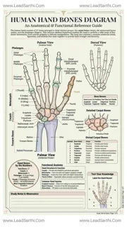 Human Hand Bones Diagram PDF | Printable Labeled Hand Anatomy Chart Design Template