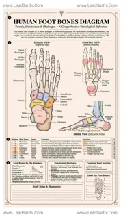 Human Foot Bones Diagram PDF | Printable Labeled Foot Anatomy Chart Design Template