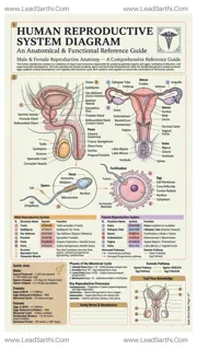 Human Reproductive System Diagram PDF | Printable Labeled Anatomy Chart Design Template