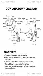 Cow Anatomy Diagram PDF | Printable Labeled Cow Body Parts Chart Design Template