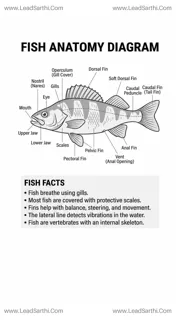 Fish Anatomy Diagram PDF | Printable Labeled Fish Body Parts Chart Design Template