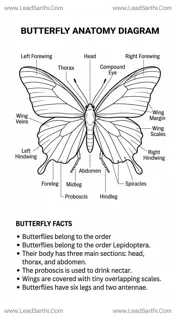 Butterfly Anatomy Diagram PDF | Printable Labeled Butterfly Body Parts Chart Design Template