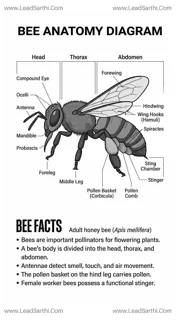 Bee Anatomy Diagram PDF | Printable Labeled Honey Bee Body Parts Chart Design Template