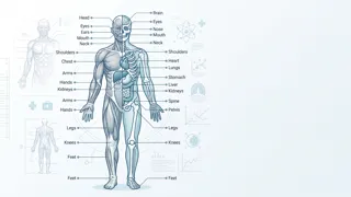 Human Body Parts Diagram PDF Templates | Printable Anatomy Diagrams thumbnail