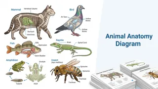 Animal Anatomy Diagram thumbnail